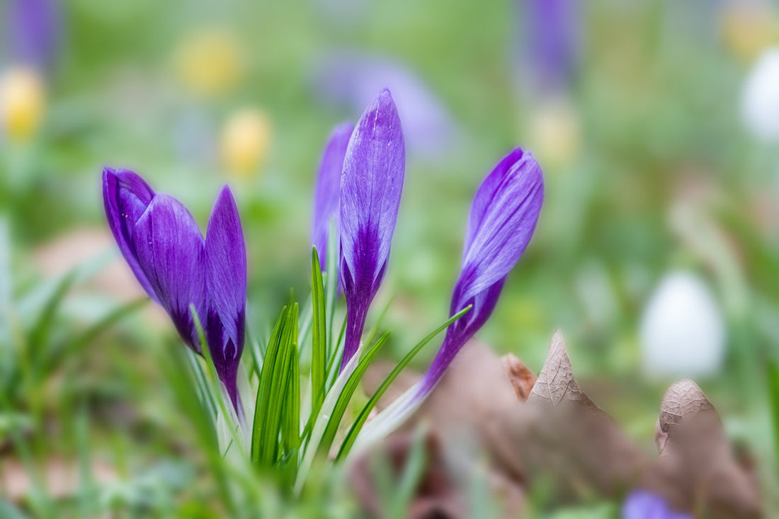10 Benefits of Saffron On Skin